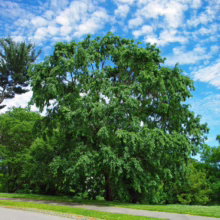 Ulmus parvifolia (Chinese Elm)