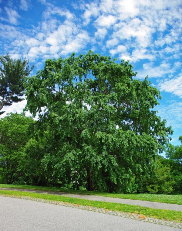 <i>Ulmus parvifolia</i> - Image 9