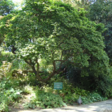 Lush green garden scene featuring a small, leafy tree with a rounded crown, surrounded by diverse plants and ground cover. A small sign is visible, and a bird stands on the stone path.