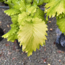 Close-up of a shrub's yellowing leaves, possibly indicating a nutrient deficiency or disease. The leaves have jagged edges and prominent veins. The plant sits in a black pot on a gravel surface.