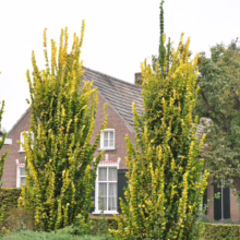 Two striking, columnar European hornbeam trees with golden foliage stand tall in front of a red brick house with white trim. A neatly trimmed green hedge lines the foreground, enhancing the garden's formal design.