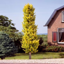A 'Fastigiata Gold' European Hornbeam tree stands tall in a front yard, its vibrant yellow foliage contrasting with the green lawn and brick house backdrop. The tree's columnar shape adds a formal, architectural element to the landscape.