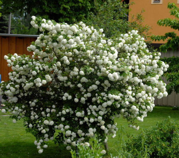 <i>Viburnum opulus</i> 'Sterile'