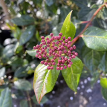 Viburnum tinus ‘Eve Price’ (Laurustinus) buds.