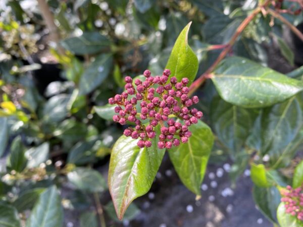 <i>Viburnum tinus</i> 'Eve Price' - Image 2