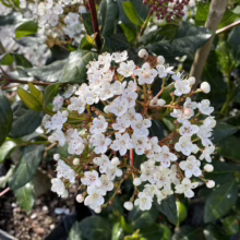Viburnum tinus ‘Eve Price’ (Laurustinus) flower cluster.