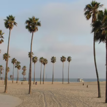 Sandy beach scene with rows of tall palm trees under a hazy sky. Tire tracks lead toward the ocean, where a small boat is visible in the distance.