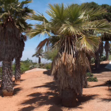 Palm trees stand in a sandy landscape under a bright blue sky. The trees have a mix of green and brown fronds, casting shadows on the ground.