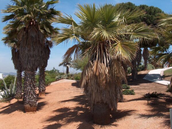 <i>Washingtonia robusta</i> - Image 3