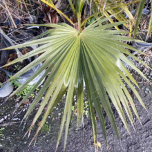 A vibrant green fan palm leaf, its segments radiating out like sun rays, dominates the frame. The palm is potted and surrounded by other plants, suggesting it's at a nursery or garden center.