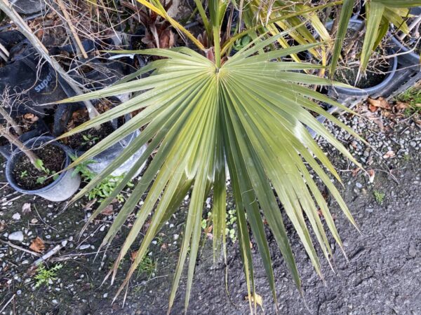 <i>Washingtonia robusta</i> - Image 4