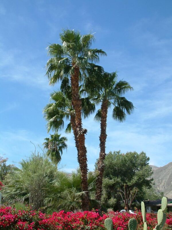 <i>Washingtonia robusta</i> - Image 5