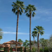 Lush Palm Springs landscape featuring tall palm trees against a bright blue sky, framing a charming Spanish-style villa with a red tile roof. Vibrant green foliage and manicured lawns complete the idyllic scene.