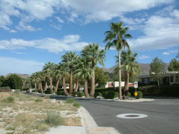 <i>Washingtonia robusta</i> - Image 7