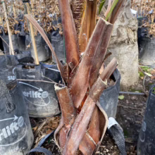 Close-up of a potted palm tree with brown, textured trunk and cut frond bases in a plant nursery. Black Erlift containers surround the base.
