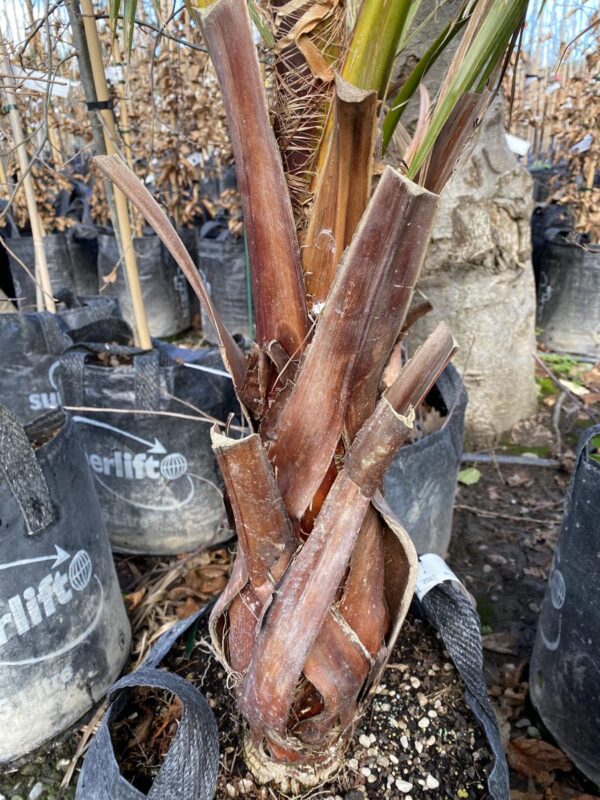 <i>Washingtonia robusta</i> - Image 8