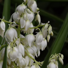Close-up of a yucca plant in full bloom, showcasing its creamy white, bell-shaped flowers clustered on a tall stalk amidst dark green, sword-like leaves.