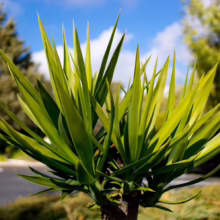Vibrant yucca plant with sharp, green leaves pointing upwards against a blurred background of trees and a partly cloudy blue sky.
