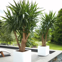 Two potted yucca plants in white square planters adorn a modern patio. A lounge chair sits nearby, with a green lawn and trees in the background, creating a tranquil outdoor scene.