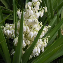 Yucca plant in full bloom, showcasing a cluster of creamy white, bell-shaped flowers amid sharp, sword-like green leaves.