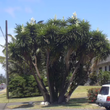 A lush, multi-trunk yucca plant with spiky green leaves and white flower stalks stands on a sunny street corner in Hawaii, with a Subaru car parked nearby.