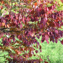 Autumn leaves in vibrant shades of red and burgundy adorn a tree branch against a backdrop of green grass. The fall foliage captures the essence of the season, creating a picturesque scene.
