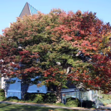 Tree in autumn colors of red and green stands before a modern building with glass pyramid roof. Water and mountains are visible in the background.