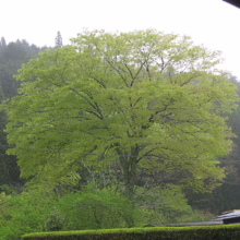 Lush, vibrant green tree stands prominently against a backdrop of dense, forested hills, its branches full of new spring leaves. A building roof peeks from behind a manicured hedge in the foreground.