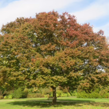 Large maple tree with leaves transitioning to autumn colors of red and green, casting a shadow on a grassy lawn in a park setting. A bench sits beneath its broad canopy.