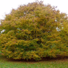 A lush, mature tree displays vibrant autumn foliage in shades of green, yellow, and brown, standing prominently on a grassy lawn covered with fallen leaves.