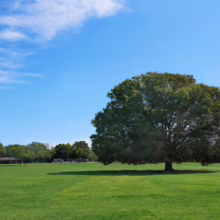 Lone, sprawling tree dominates a vibrant green meadow under a bright blue sky dotted with wispy clouds. A peaceful, natural landscape scene.