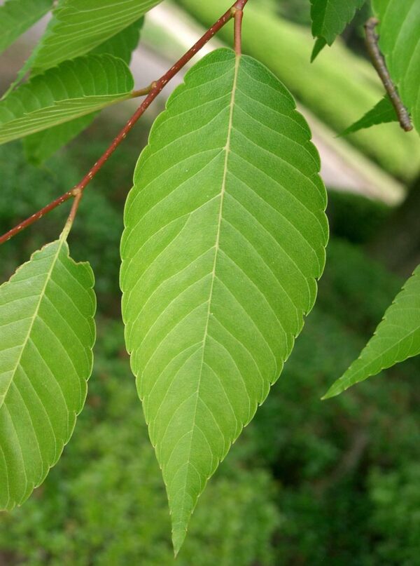 <i>Zelkova serrata</i> - Image 9