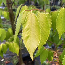 Close-up of a young elm tree branch with serrated green leaves edged in a lighter yellow-green. The leaves are pointed and vibrant.