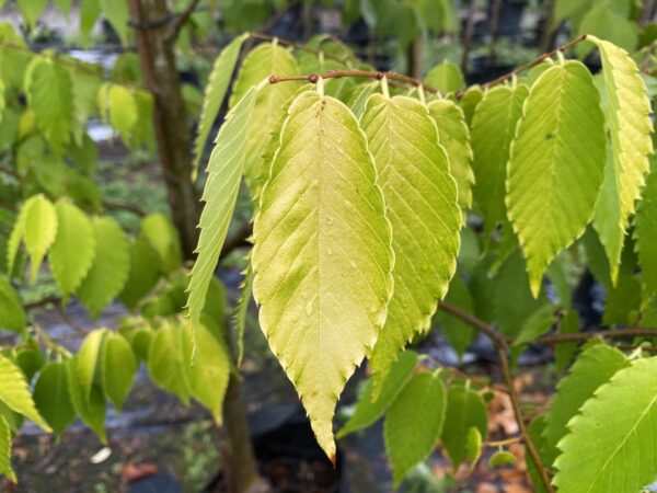 <i>Zelkova serrata</i> 'Kiwi Sunset' - Image 2