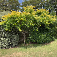 A small dogwood tree with vibrant yellow-green leaves stands in a lush green lawn, backed by a brick wall and darker green foliage. The tree is the focal point, its leaves catching the sunlight under a bright blue sky with scattered clouds.
