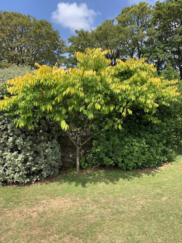 <i>Zelkova serrata</i> 'Kiwi Sunset' - Image 3